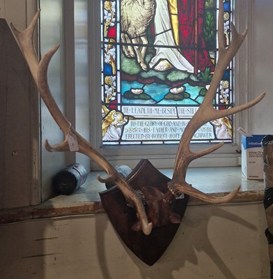 Lot 726 - A Stag horn trophy on mahogany shield, 58 cm...