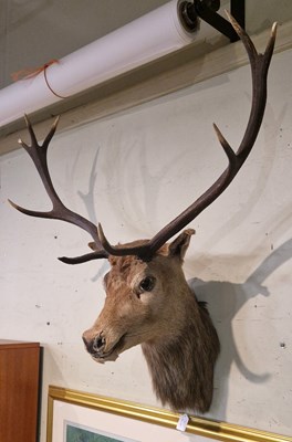 Lot 900 - Stag head taxidermy with ten-point antlers and...