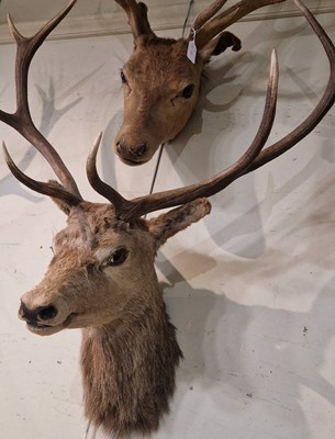 Lot 901 - Stag head taxidermy with nine-point antlers...