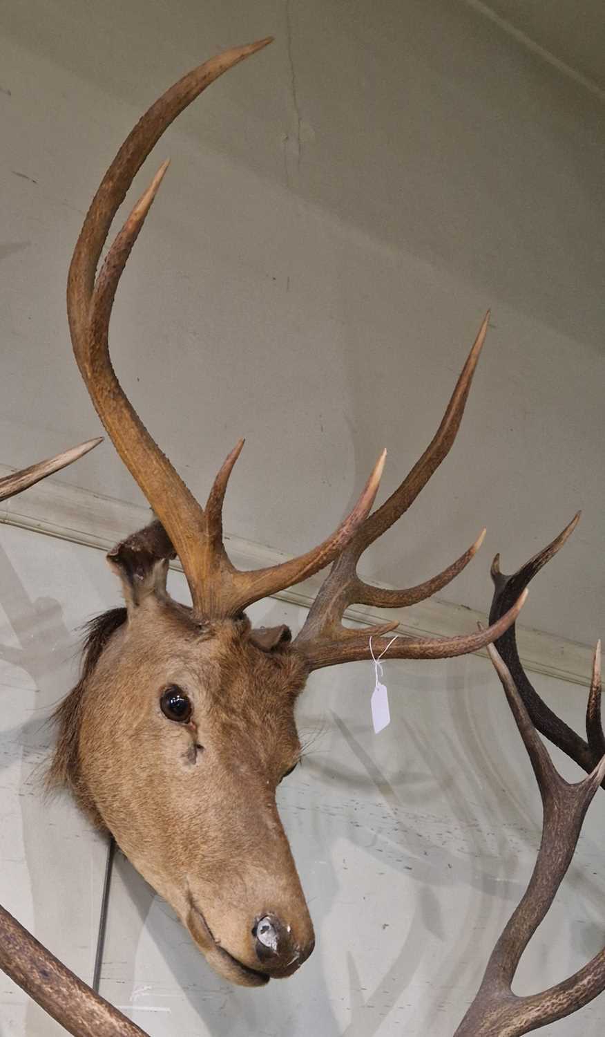 Lot 902 - Stag head taxidermy with eight-point antlers