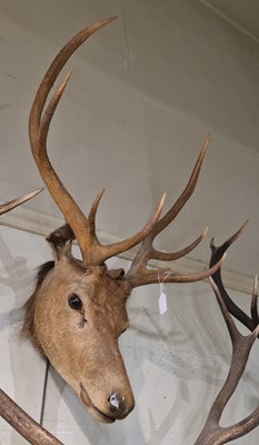 Lot 902 - Stag head taxidermy with eight-point antlers...