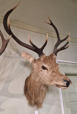 Lot 903 - Stag head taxidermy with ten-point antlers and...