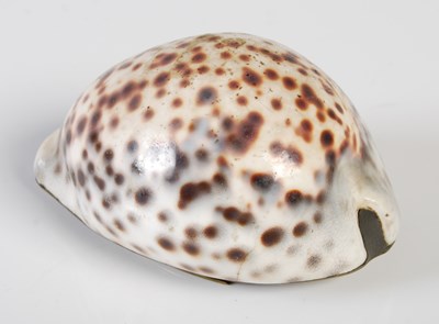 Lot 375 - A large early 19th century cowrie shell snuff...