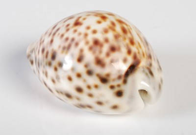 Lot 326 - A plain cowrie shell, unmounted, 9cm long.