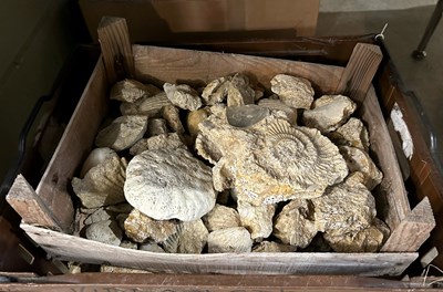 Lot 477 - Two boxes - assorted fossil specimens.