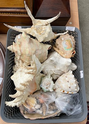 Lot 449F - A collection of assorted shell specimens.