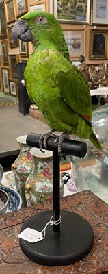 Lot 421B - A yellow fronted Amazon parrot taxidermy on...