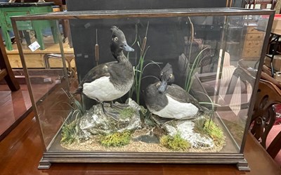 Lot 421C - A taxidermy display case containing two tufted...