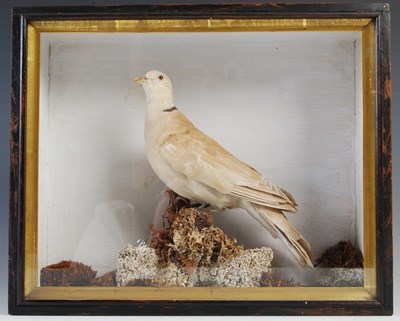 Lot 204 - A late 19th century taxidermy dove in glazed...