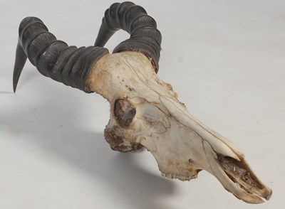 Lot 191 - A Hartebeest skull and horn trophy, 81cm long.