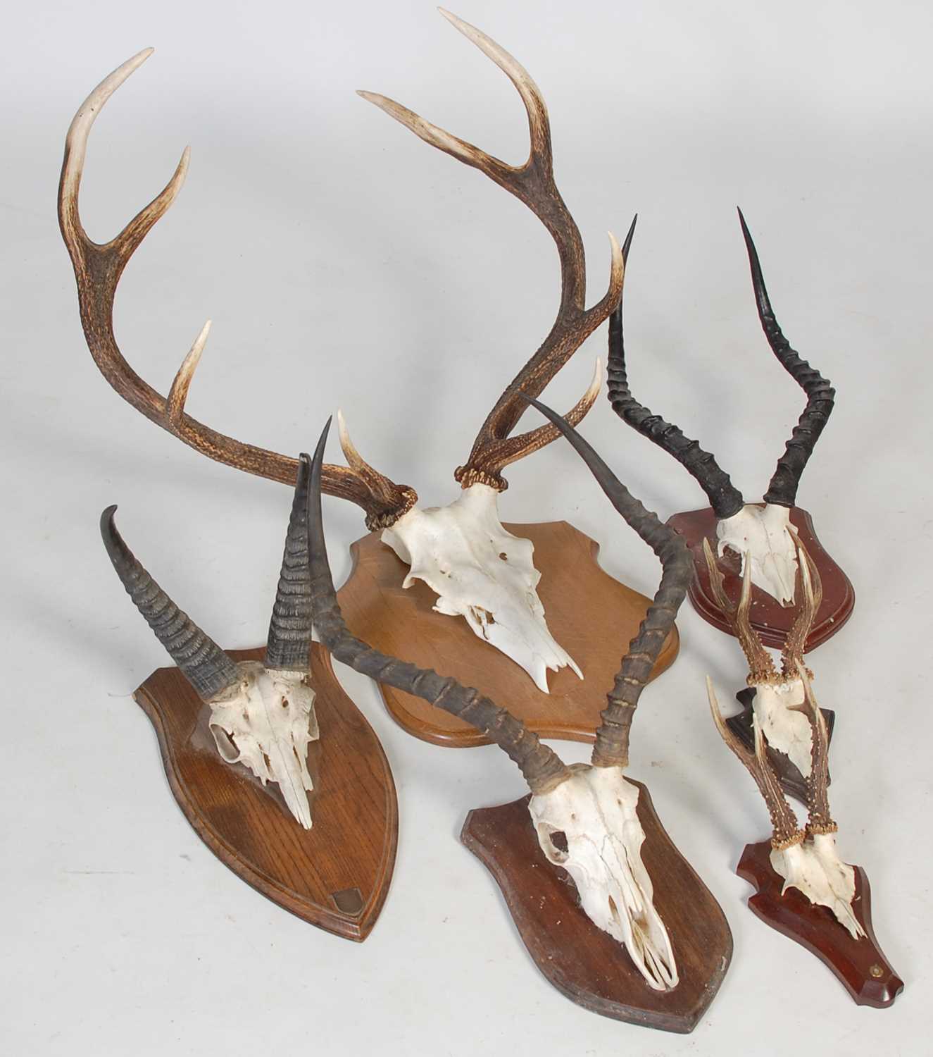 Lot 208 - A 19th century reed buck skull and horn