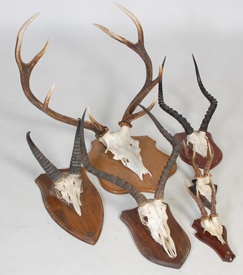 Lot 208 - A 19th century reed buck skull and horn trophy,...