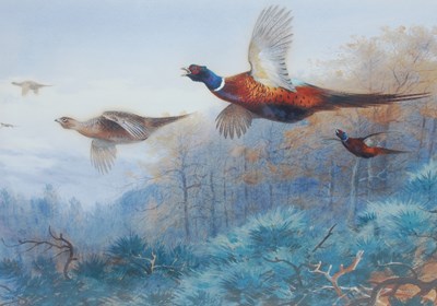 Lot 395 - After Archibald Thorburn Pheasants in flight...