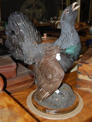 Lot 734 - A taxidermy of a capercaillie mounted on...