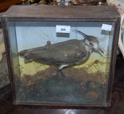 Lot 366 - A taxidermy Stoat in glazed display case,...