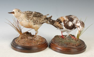 Lot 406 - Two taxidermy birds mounted on round mahogany...