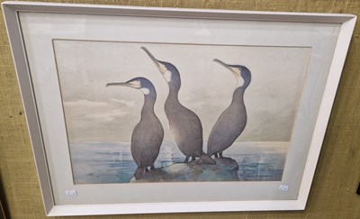 Lot 701 - 20th Century British School 
Three Cormorants ...