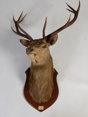 Lot 122 - An early 20th century ten-point stags head...