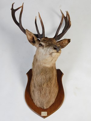 Lot 123 - An early 20th century twelve-point royal stags...