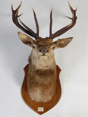 Lot 124 - An early 20th century twelve-point royal stags...