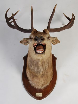 Lot 125 - An early 20th century ten-point stags head...