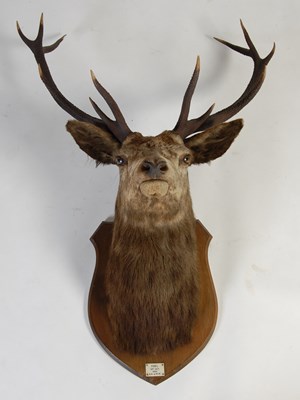 Lot 126 - An early 20th century twelve-point royal stags...