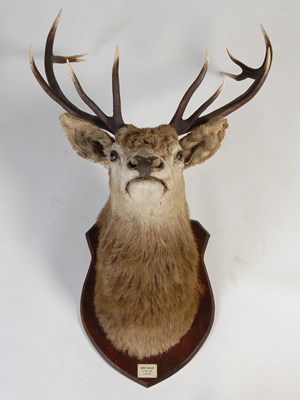 Lot 127 - An early 20th century twelve-point royal stags...