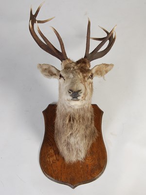 Lot 128 - An early 20th century twelve-point royal stags...