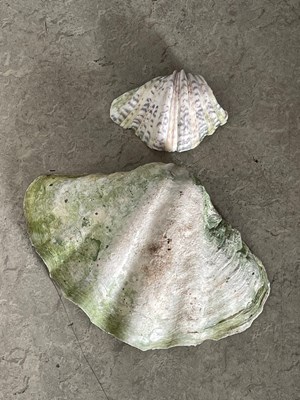 Lot 544 - Two clam shells, 38cm wide and 18cm wide.
