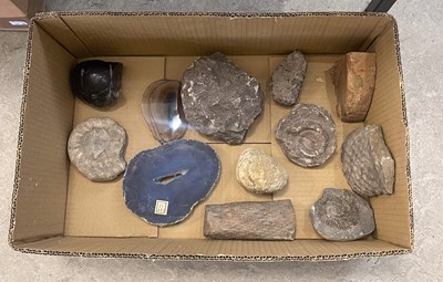 Lot 584 - Box - assorted stone and fossil specimens.