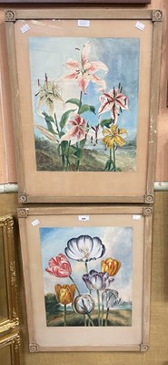 Lot 668 - After Robert John Thornton 
Tulips ...