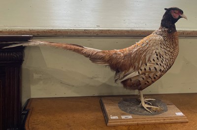 Lot 687 - A taxidermy cock pheasant on rectangular...