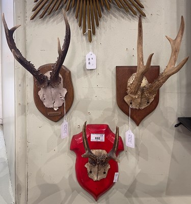 Lot 692 - Three mounted deer horn trophies, one...