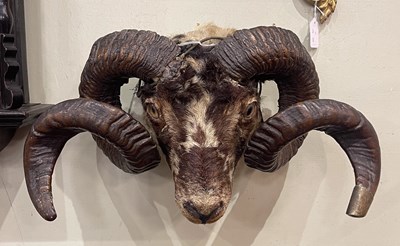 Lot 695 - A taxidermy Rams head with glass inlaid eyes,...