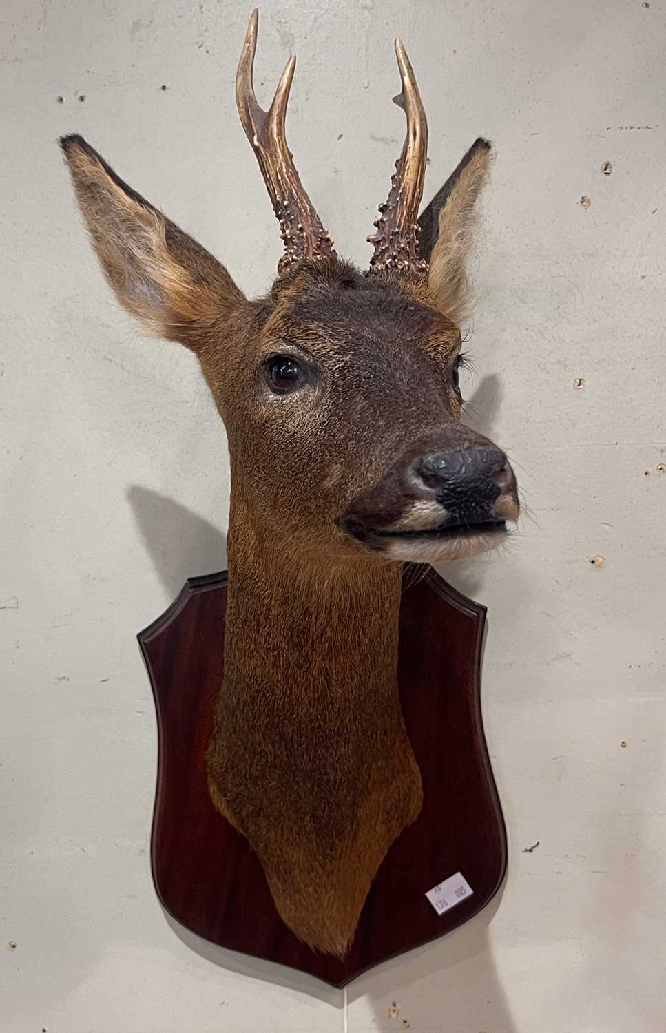 Lot 697 - A taxidermy deer head trophy, on mahogany...