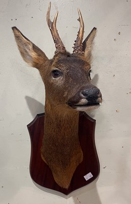 Lot 697 - A taxidermy deer head trophy, on mahogany...