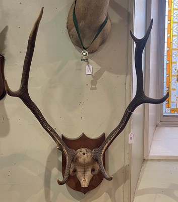 Lot 699 - A stag horn trophy with hand inscribed details...