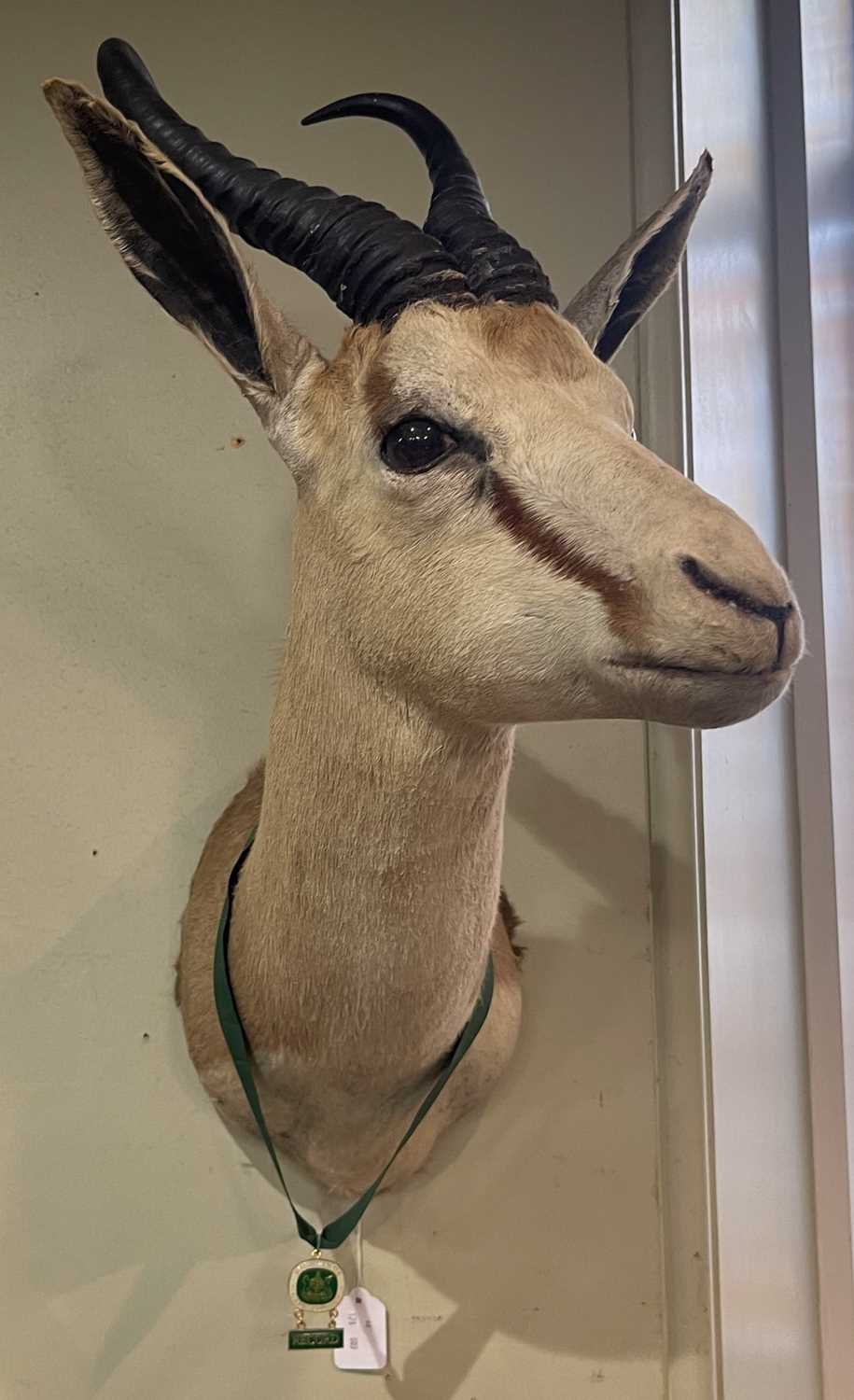 Lot 698 - A taxidermy Springbok, head and neck mount.