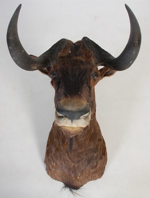 Lot 237 - A taxidermy Wildebeest head, with glass unlaid...