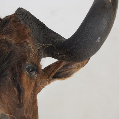 Lot 237 - A taxidermy Wildebeest head, with glass unlaid...