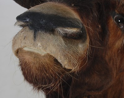 Lot 237 - A taxidermy Wildebeest head, with glass unlaid...