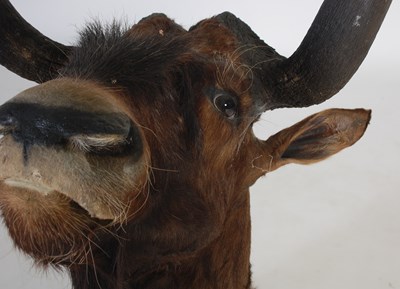 Lot 237 - A taxidermy Wildebeest head, with glass unlaid...