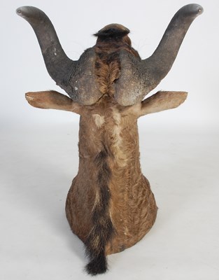Lot 237 - A taxidermy Wildebeest head, with glass unlaid...
