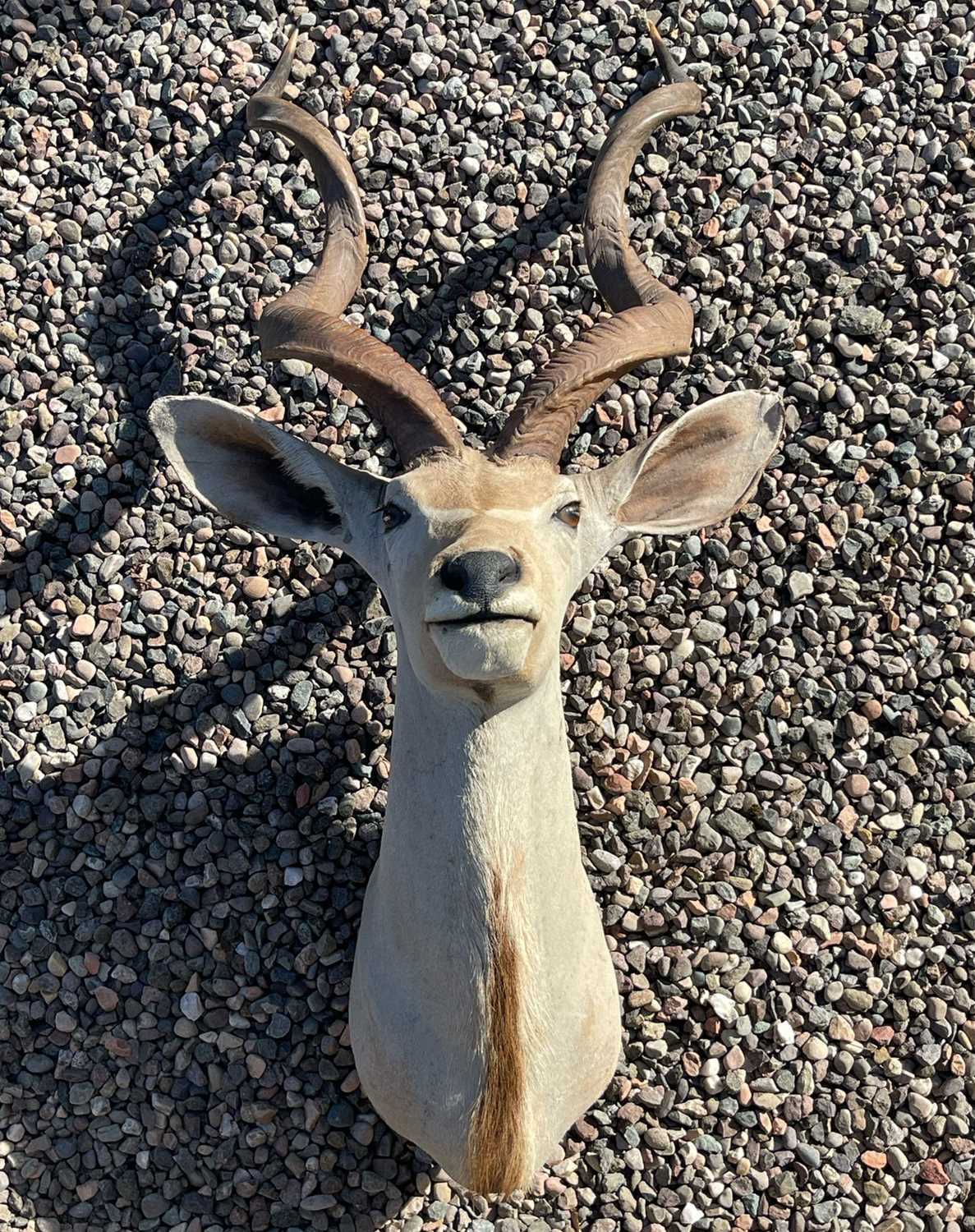 Lot 193 - A taxidermy Kudu head by Roland Ward, London...
