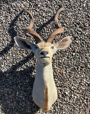 Lot 193 - A taxidermy Kudu head by Roland Ward, London...