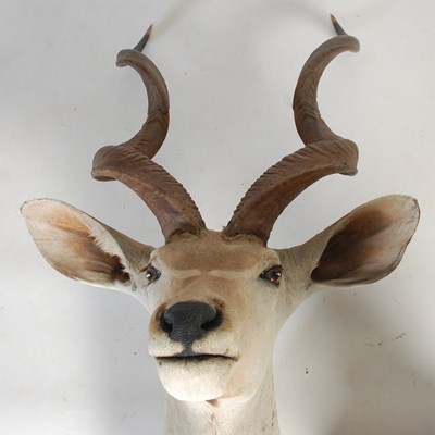 Lot 193 - A taxidermy Kudu head by Roland Ward, London...