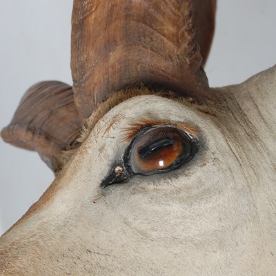 Lot 193 - A taxidermy Kudu head by Roland Ward, London...