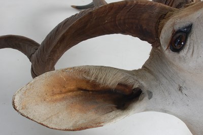 Lot 193 - A taxidermy Kudu head by Roland Ward, London...