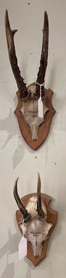 Lot 839 - Two Roe deer horn trophies mounted on...