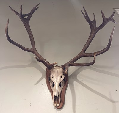 Lot 862 - A large and impressive Stag horn skull trophy,...